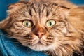 Purebred longhair Highland Scottish Fold cat lying on blue velvet, fluffy domestic cat close up