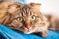 Purebred longhair Highland Scottish Fold cat lying on blue velvet, fluffy domestic cat close up