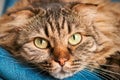 Purebred longhair Highland Scottish Fold cat lying on blue velvet, fluffy domestic cat close up