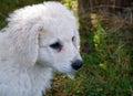 Purebred , male hungarian kuvasz puppy portrait shot