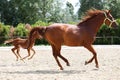 Purebred mare and her few weeks old filly galloping at riding center on the sandy field Royalty Free Stock Photo