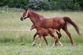 Purebred mare and her few weeks old filly galloping in summer flowering pasture idyllic picture Royalty Free Stock Photo