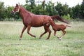 Purebred mare and her few weeks old filly galloping in summer flowering pasture idyllic picture Royalty Free Stock Photo