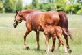 Beautiful mare and foal running together on summer meadow of flowers Royalty Free Stock Photo