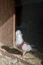 Purebred motley pigeon close-up