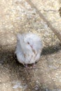 Purebred motley pigeon close-up