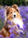 Purebred nice smart shetland sheepdog, little sheltie sitting outside with blooming lavender field