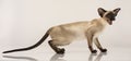 Purebred Oriental Siamese cat with blue eyes posing in studio. Royalty Free Stock Photo