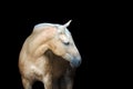 Purebred palominohorse isolated on black backgtound.