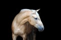 Purebred palominohorse isolated on black backgtound. Royalty Free Stock Photo