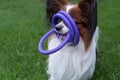 Purebred papillon dog stands outdoors on the grass and designed on his head three dogs rings toys.