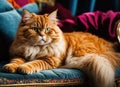 Purebred Persian cat on the couch