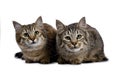 Duo of two Pixie Bob cat kittens both laying down isolated on white background and facing camera