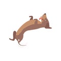 Purebred playful brown dachshund dog lying on his back vector Illustration on a white background