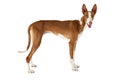 Purebred Podenco ibicenco dog isolated on white