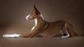 Purebred Podenco ibicenco dog