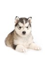 Purebred Alaskan Malamute puppy isolated on a white background Royalty Free Stock Photo