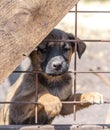 Purebred puppy behind bars in a shelter Royalty Free Stock Photo