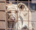Purebred puppy behind bars in a shelter Royalty Free Stock Photo