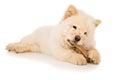 Purebred, puppy chow chow Royalty Free Stock Photo