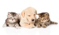 Purebred puppy dog and two british kittens lying in front. isolated Royalty Free Stock Photo