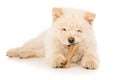 Purebred, puppy eats bone isolated Royalty Free Stock Photo