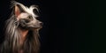 Purebred purebred beautiful dog breed chinese crested dog hairless cutie. Royalty Free Stock Photo