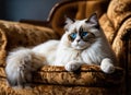 Purebred Ragdoll cat on the couch resting