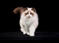 Purebred ragdoll cat