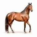 Purebred red horse isolated on white background. generative ai Royalty Free Stock Photo