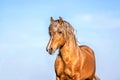 Horse running free on the pasture. Royalty Free Stock Photo