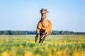 Horse running free on the pasture. Royalty Free Stock Photo