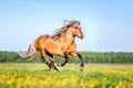 Horse running free on the pasture.