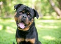 A purebred Rottweiler dog with