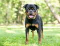 A purebred Rottweiler dog with