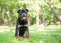 A purebred Rottweiler dog with