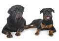 Rottweilers in studio