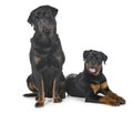 Rottweilers in studio