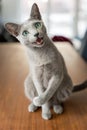 Purebred Russian Blue cat with green eyes sitting on a wooden table and looking at the camera. Royalty Free Stock Photo