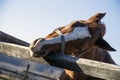 Purebred saddle horse leans over railing