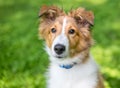 A purebred Shetland Sheepdog puppy outdoors