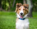 A purebred Shetland Sheepdog puppy smiling