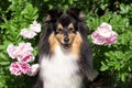 purebred shetland sheepdogs sitting outdoors on sunny summer day in blooming garden full of pink roses