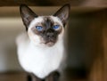 A purebred Siamese cat with bright blue eyes