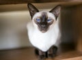 A purebred Siamese cat with bright blue eyes