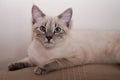 Purebred Siamese cat lying on home sofawith blue eyes