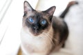 A purebred Siamese cat with seal point markings and blue eyes