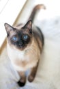 A purebred Siamese cat with seal point markings and blue eyes