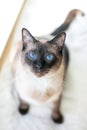 A purebred Siamese cat with seal point markings and bright blue eyes