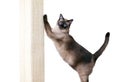 A purebred Siamese cat using a scratching post